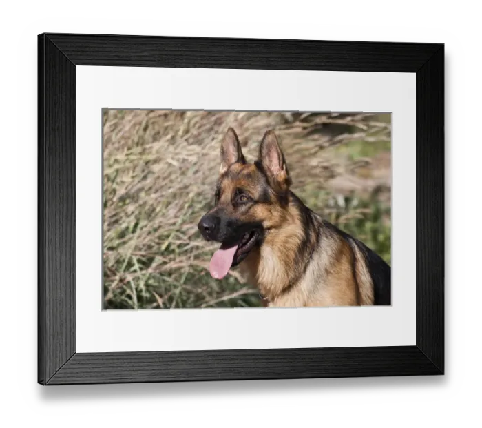 Framed Print : German Shepherd sitting alert next to tall grasses in a field