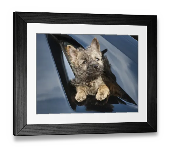 Framed Print : A Cairn Terrier puppy coming through a shinny black surface Framed Print : A Cairn Terrier puppy coming through a shinny black surface