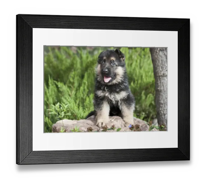 Framed Print : German Shepherd puppy sitting on a rock next to a tree trunk