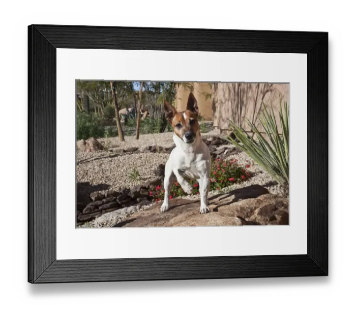 Framed Print : A Jack Russell Terrier standing on a rock in a desert garden Framed Print : A Jack Russell Terrier standing on a rock in a desert garden