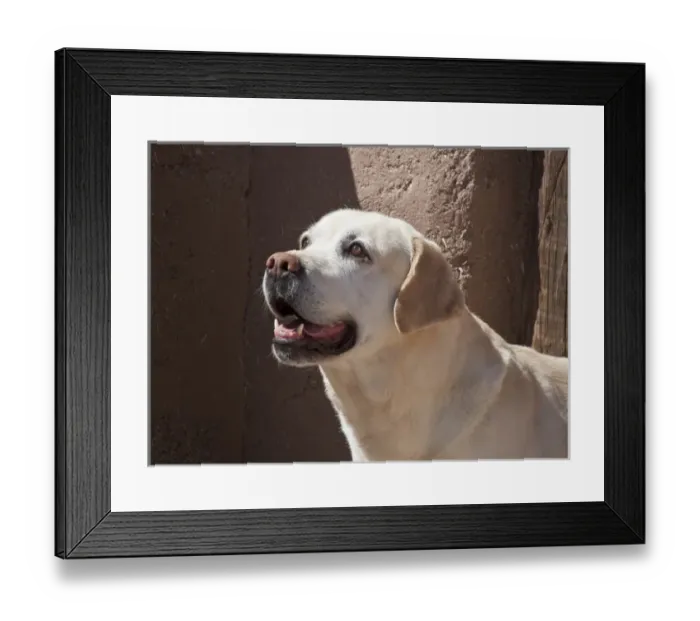 Framed Print : A Yellow Labrador Retriever standing in front of an adobe wall