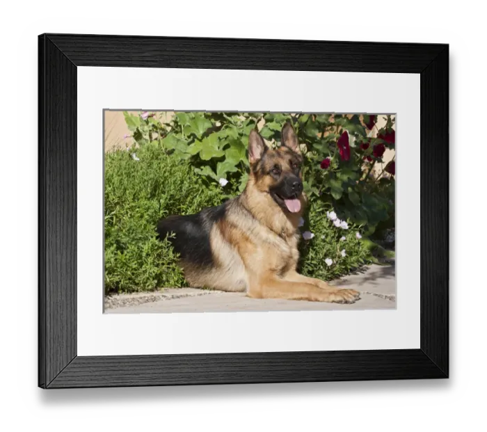 Framed Print : A German Shepherd lying on a garden path surrounded by greenery Framed Print : A German Shepherd lying on a garden path surrounded by greenery