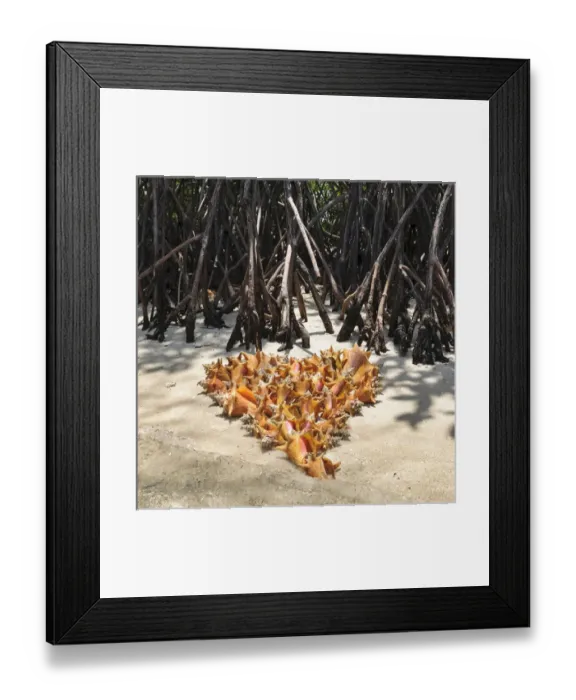 Framed Print : Colombia, San Bernardo Islands. Conch shells arranged into heart Framed Print : Colombia, San Bernardo Islands. Conch shells arranged into heart