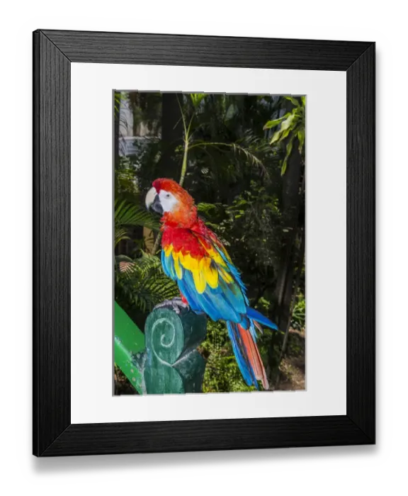 Framed Print : South America, Colombia, Cartagena, Historic Santuario and Iglesia de San Pedro