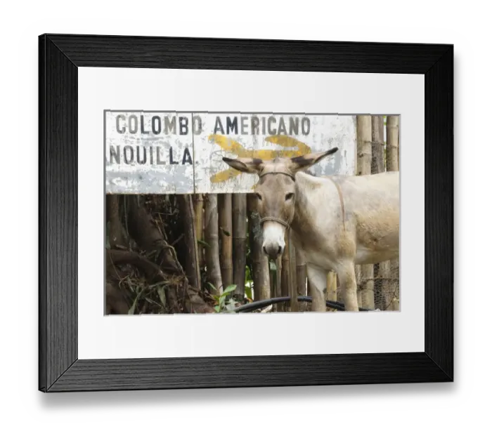 Framed Print : Colombia, Minca. Mule and sign
