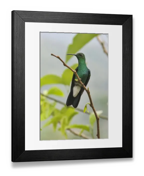 Framed Print : Colombia, Minca. Hummingbird (white vented plumeteer) Framed Print : Colombia, Minca. Hummingbird (white vented plumeteer)