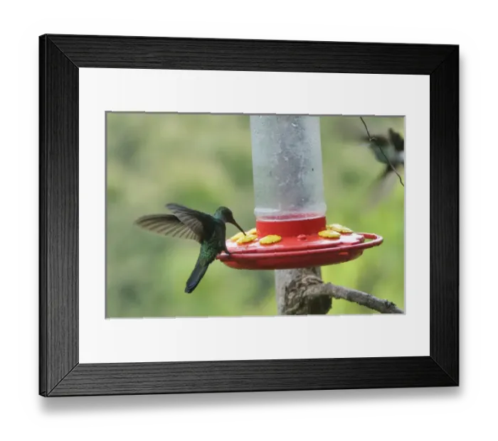 Framed Print : Colombia, Minca. Hummingbird (white vented plumeteer) at feeder Framed Print : Colombia, Minca. Hummingbird (white vented plumeteer) at feeder