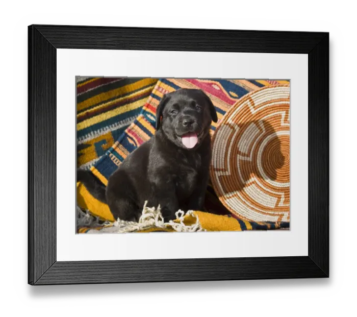 Framed Print : A Black Labrador Retriever puppy sitting on Southwestern blankets