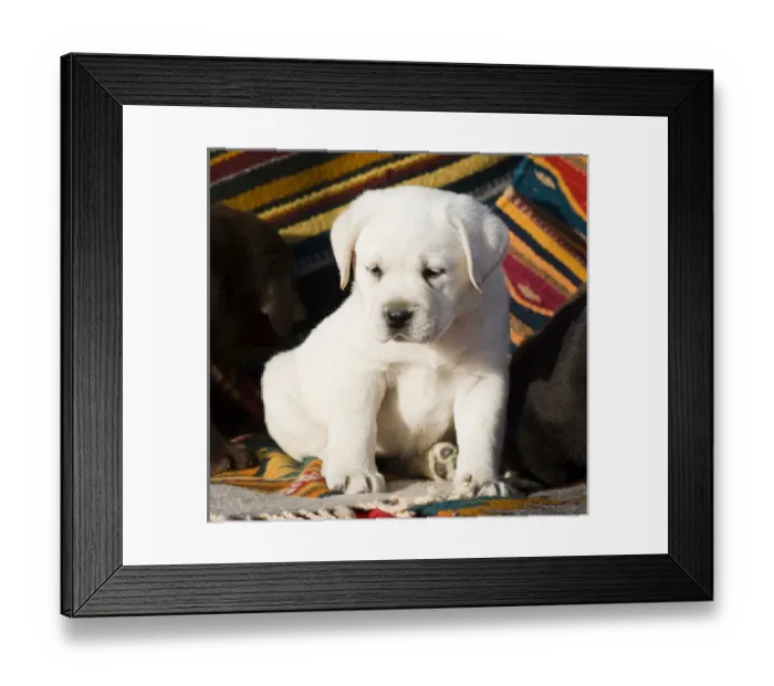 Framed Print : A Yellow Labrador Retriever puppy sitting on Southwestern blanket Framed Print : A Yellow Labrador Retriever puppy sitting on Southwestern blanket