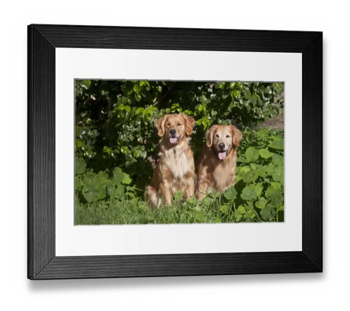 Framed Print : Two Golden Retrievers sitting at a park surrounded by greenery Framed Print : Two Golden Retrievers sitting at a park surrounded by greenery