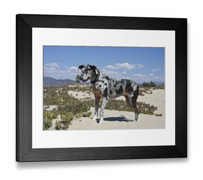 Framed Print : A Great Dane standing in sand at the Ventura Beach in California