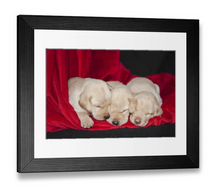 Framed Print : Three Yellow Labrador Retriever puppies asleep on a red blanket