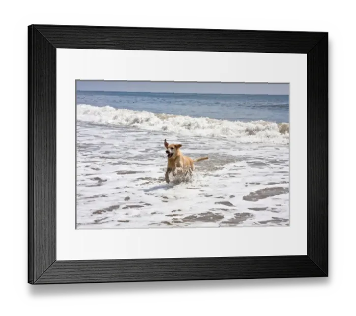 Framed Print : A Yellow Labrador Retriever running through the surf at the beach Framed Print : A Yellow Labrador Retriever running through the surf at the beach
