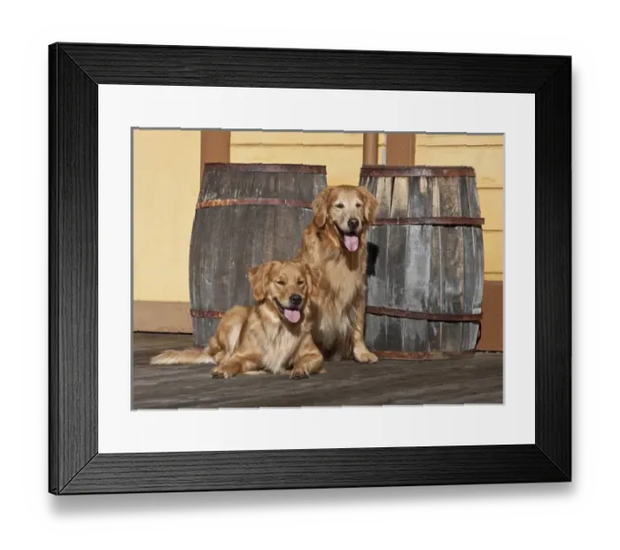 Framed Print : Two Golden Retrievers next to two wooden barrels on a wooden deck Framed Print : Two Golden Retrievers next to two wooden barrels on a wooden deck