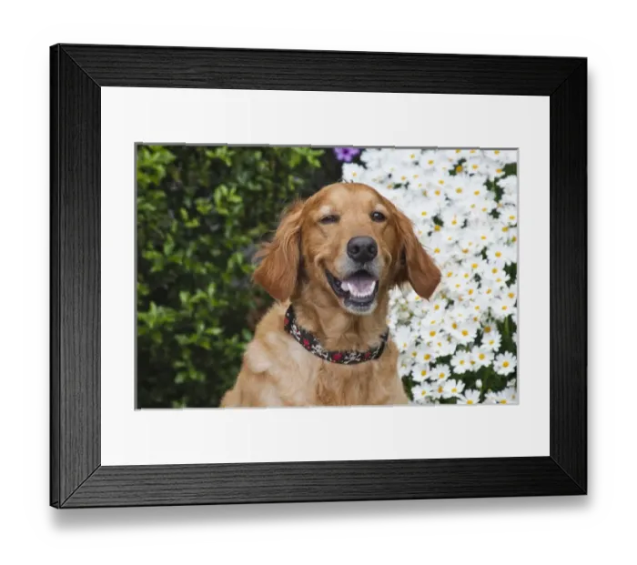 Framed Print : Portrait of a happy Golden Retriever in front of a bush of daisies Framed Print : Portrait of a happy Golden Retriever in front of a bush of daisies