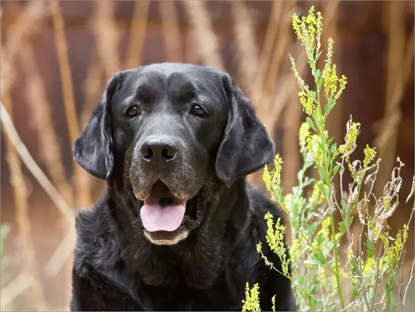 Portrait of a Black Labrador Retriever sitting by some yellow flowers