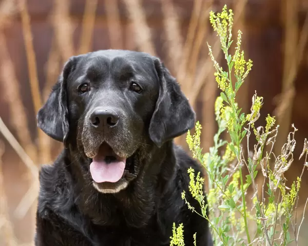 Portrait of a Black Labrador Retriever sitting by some yellow flowers