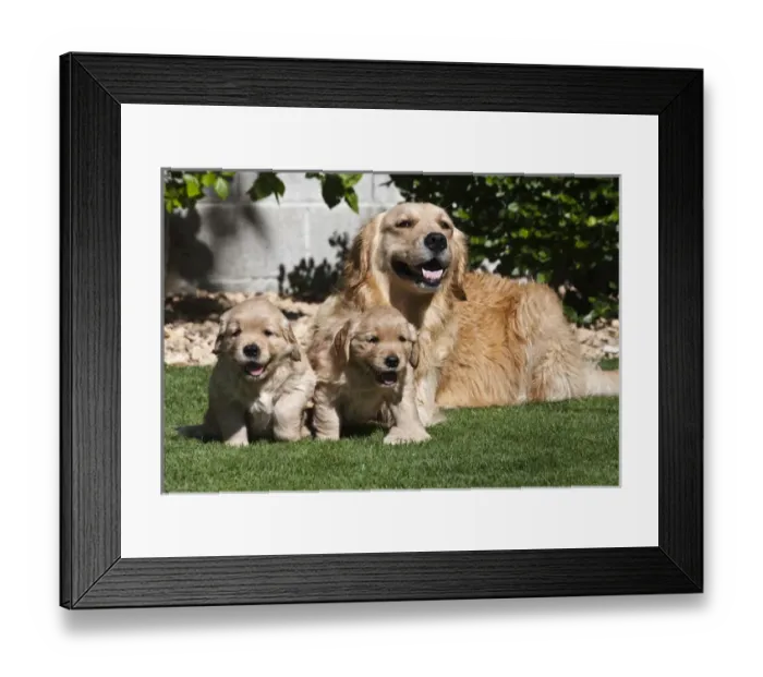 Framed Print : A Golden Retriever female lying on a lawn with two puppies running