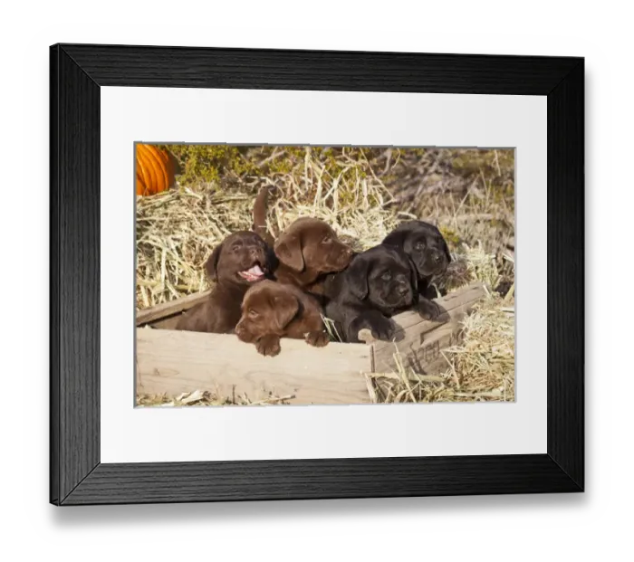 Framed Print : Five Labrador Retriever puppies in a wooden crate surrounded by hay