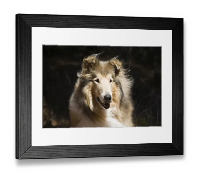 Framed Print : Portrait of a Collie with dark background, wind slighly blowing fur Framed Print : Portrait of a Collie with dark background, wind slighly blowing fur