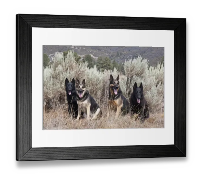 Framed Print : Four German Shepherds sitting in a field of sage brush and pine trees Framed Print : Four German Shepherds sitting in a field of sage brush and pine trees