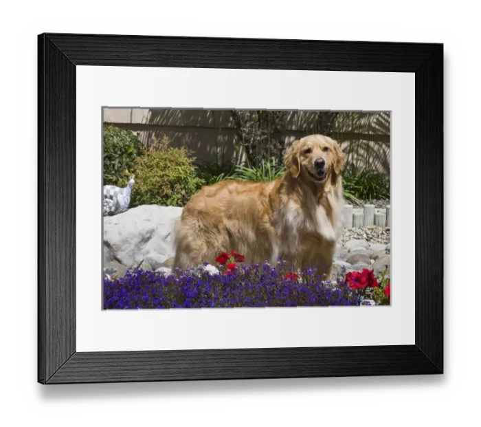 Framed Print : A Golden Retriever standing in a garden with flowers in the foreground Framed Print : A Golden Retriever standing in a garden with flowers in the foreground