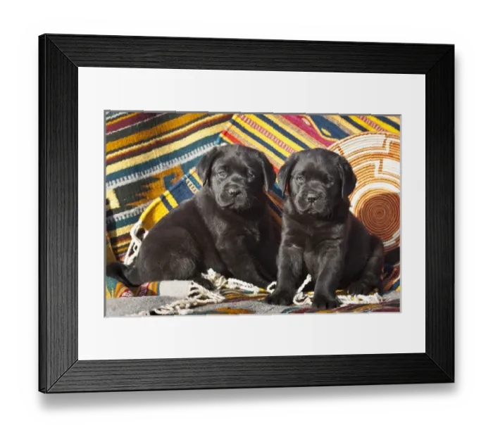 Framed Print : Two Black Labrador Retriever puppies sitting on Southwestern blankets Framed Print : Two Black Labrador Retriever puppies sitting on Southwestern blankets