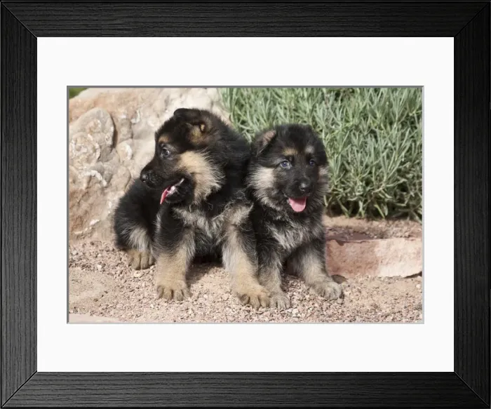 Framed Print : Two German Shepherd puppies sitting next to a rock on a garden pathway