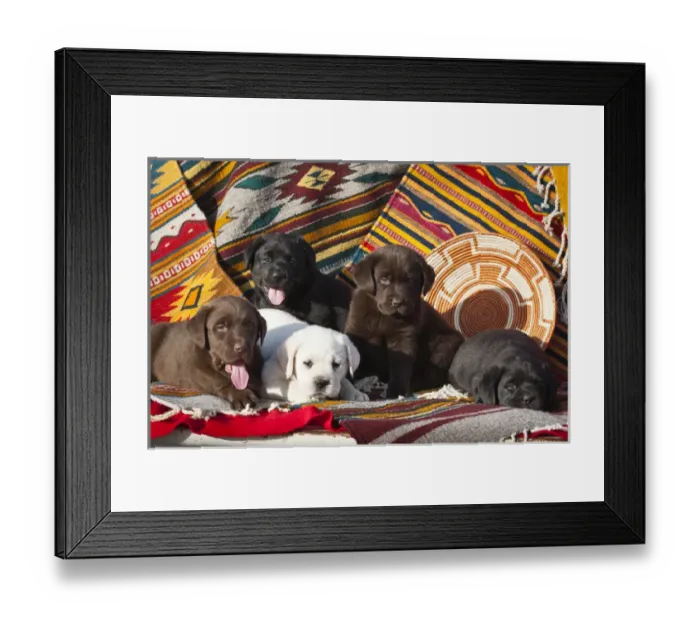 Framed Print : Five Labrador Retriever puppies of all colors on Southwestern blankets