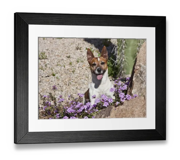 Framed Print : A Jack Russell Terrier sitting behind some purple flowers in desert garden