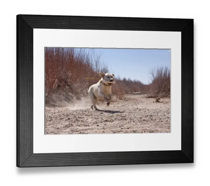 Framed Print : A Yellow Labrador Retriever running with a retrieving dummy in his mouth Framed Print : A Yellow Labrador Retriever running with a retrieving dummy in his mouth