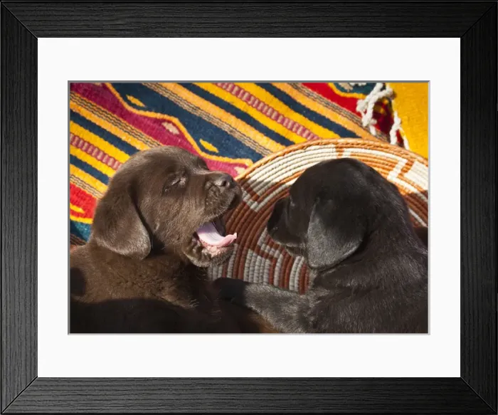 Framed Print : Two Labrador Retriever puppies against Southwestern blankets, one yawning Framed Print : Two Labrador Retriever puppies against Southwestern blankets, one yawning