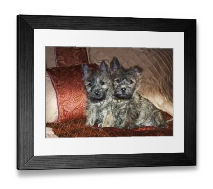 Framed Print : Two Cairn Terrier puppies sitting together on a bed with red and tan fabric