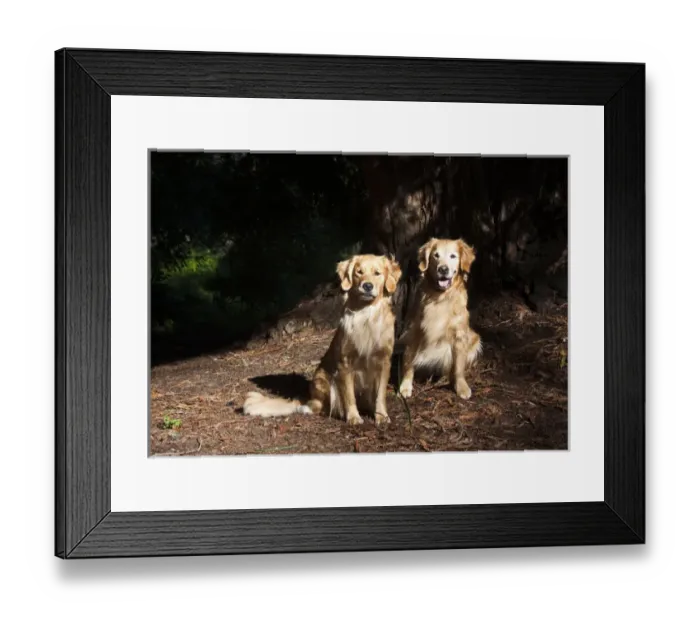 Framed Print : Two Golden Retrievers taking in the late afternoon light under a Sequoia tree Framed Print : Two Golden Retrievers taking in the late afternoon light under a Sequoia tree