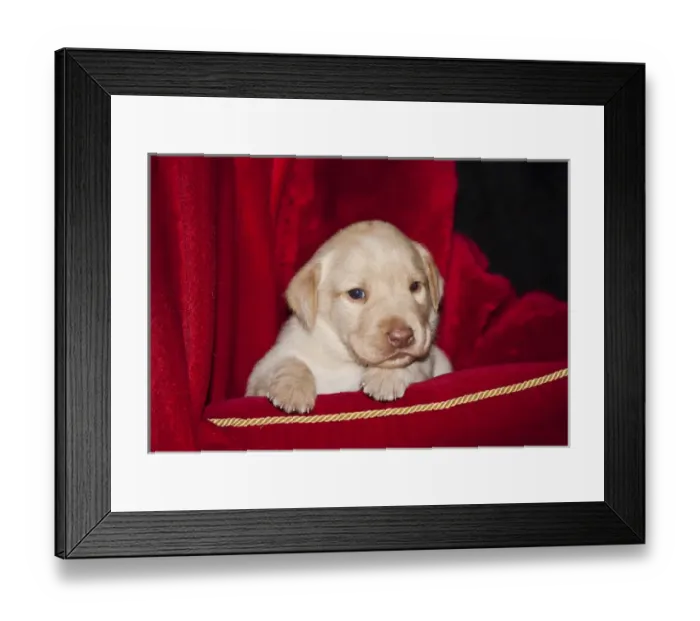 Framed Print : A Yellow Labrador Retriever puppy lying on a red pillow with a red background