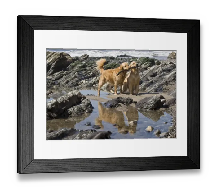 Framed Print : Two Golden Retrievers playing with a stick next to a tidal pool at a beach Framed Print : Two Golden Retrievers playing with a stick next to a tidal pool at a beach