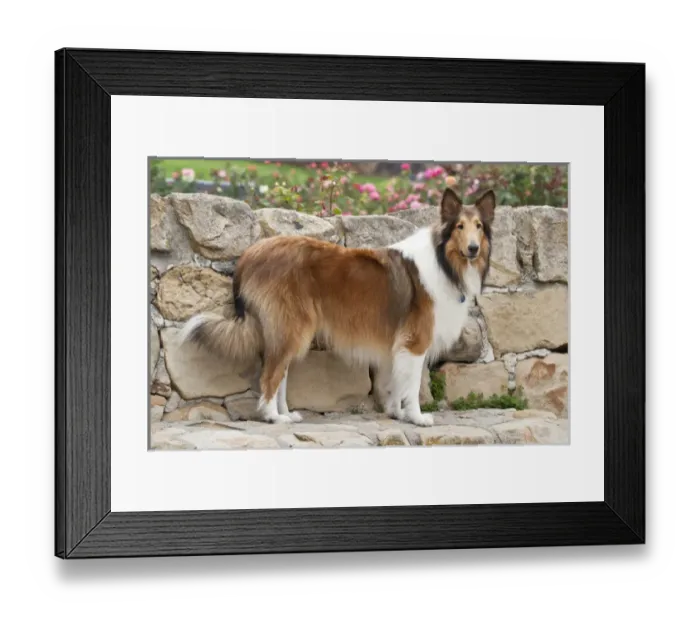 Framed Print : Collie standing on a sandstone bench and wall with roses in the background