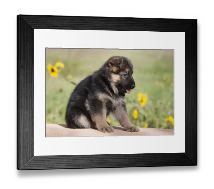 Framed Print : German Shepherd puppy sitting on adobe wall with sunflowers in the background Framed Print : German Shepherd puppy sitting on adobe wall with sunflowers in the background