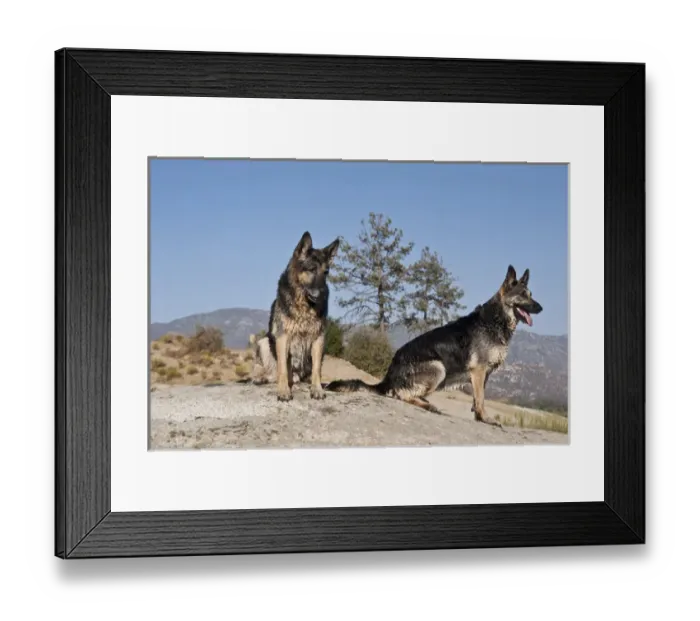 Framed Print : Two German Shepherds sitting on a rock in the San Jacinto Mountains California Framed Print : Two German Shepherds sitting on a rock in the San Jacinto Mountains California