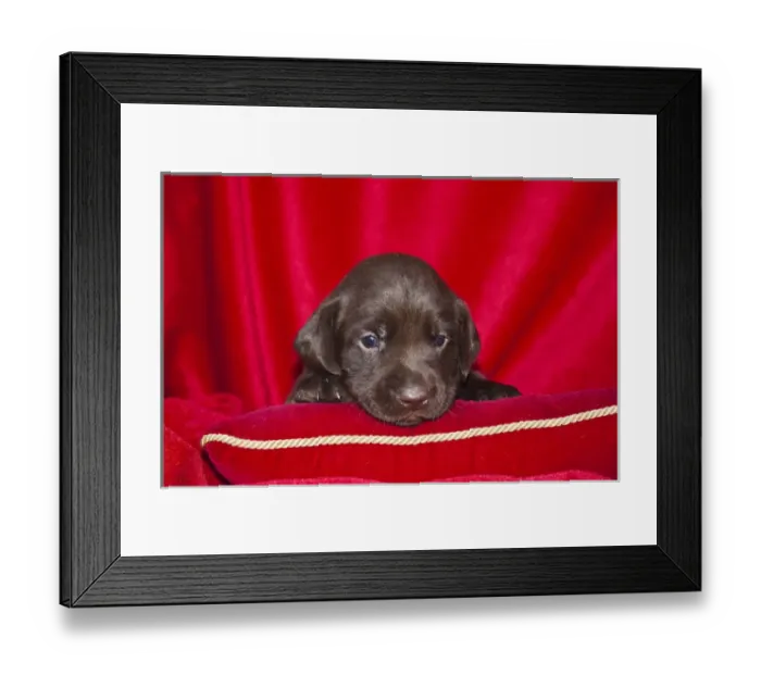 Framed Print : A Chocolate Labrador Retriever puppy peeking over a red pillow with red background Framed Print : A Chocolate Labrador Retriever puppy peeking over a red pillow with red background