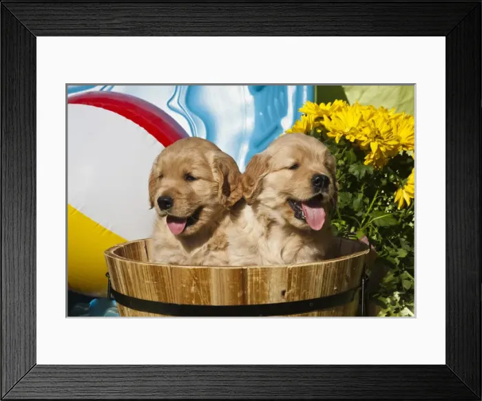 Framed Print : Two Golden Retriever puppies sitting in a wooden pail with a beach ball and yellow Framed Print : Two Golden Retriever puppies sitting in a wooden pail with a beach ball and yellow