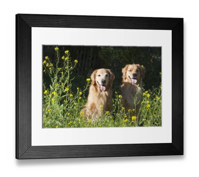 Framed Print : Two Golden Retrievers sitting together in a field surrounded by yellow flowers
