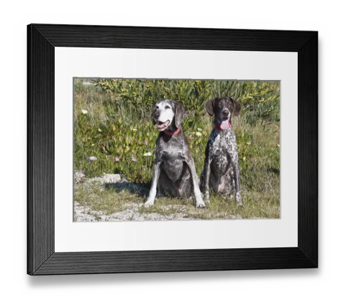 Framed Print : Two German Shorthaired Pointers sitting together in the sand surrounded by ice plants Framed Print : Two German Shorthaired Pointers sitting together in the sand surrounded by ice plants