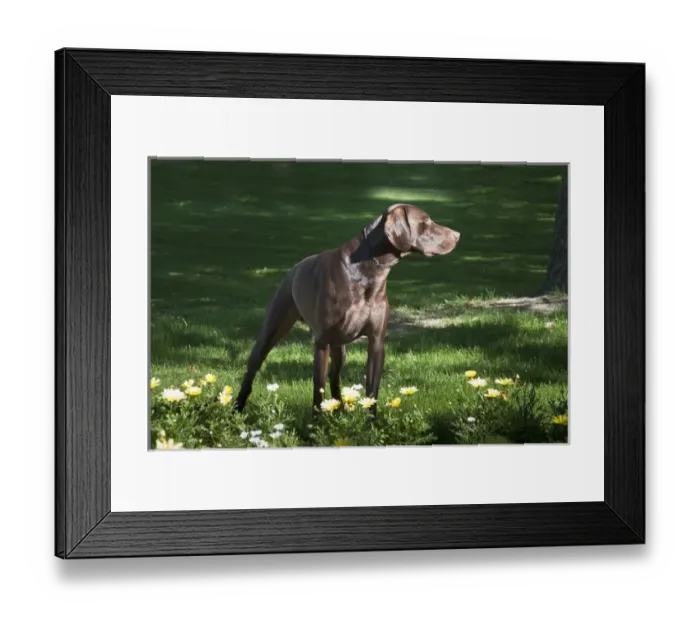 Framed Print : A German Shorthaired Pointer standing in a splash of light behind some daisies in a park Framed Print : A German Shorthaired Pointer standing in a splash of light behind some daisies in a park