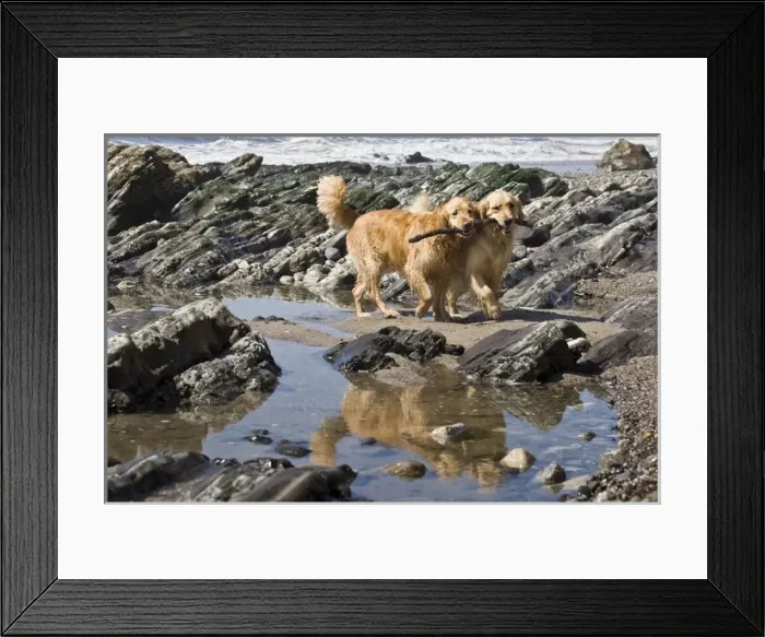 Framed Print : Two Golden Retrievers walking together with a stick reflecting in a tidal pool Framed Print : Two Golden Retrievers walking together with a stick reflecting in a tidal pool