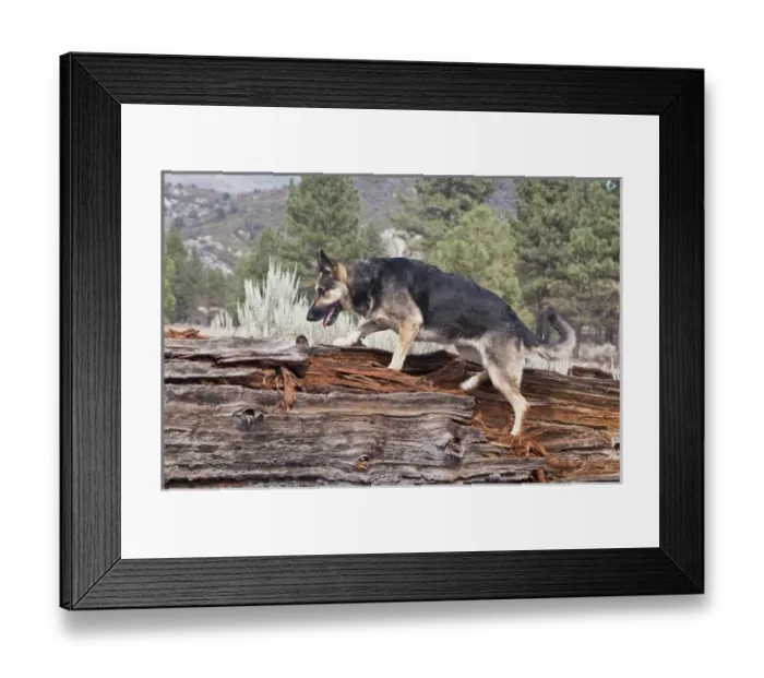 Framed Print : A German Shepherd walking up onto a fallen tree trunk with sage brush and pine trees Framed Print : A German Shepherd walking up onto a fallen tree trunk with sage brush and pine trees