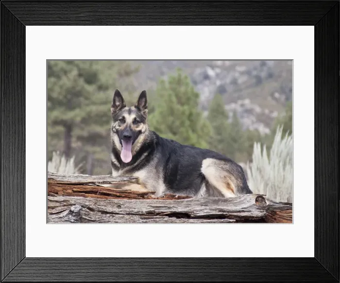 Framed Print : A German Shepherd lying on a fallen tree trunk with sage brush and pine trees in Framed Print : A German Shepherd lying on a fallen tree trunk with sage brush and pine trees in