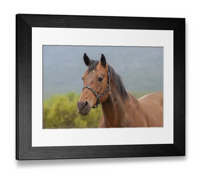 Framed Print : Horse posing Framed Print : Horse posing