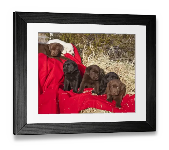 Framed Print : All three colors of Labrador Retriever puppies sitting and lying on red fabric drapped Framed Print : All three colors of Labrador Retriever puppies sitting and lying on red fabric drapped
