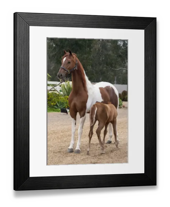 Framed Print : Horse with colt nursing Framed Print : Horse with colt nursing